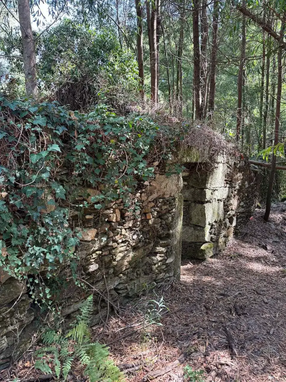 Ruinas de piedra cubiertas de hiedra en medio del bosque
