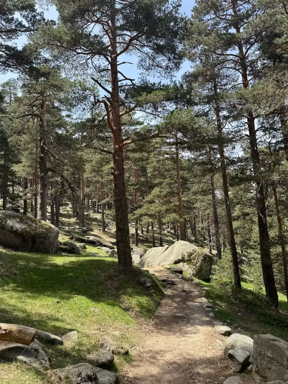 Sendero entre pinos y rocas en la sierra de Guadarrama