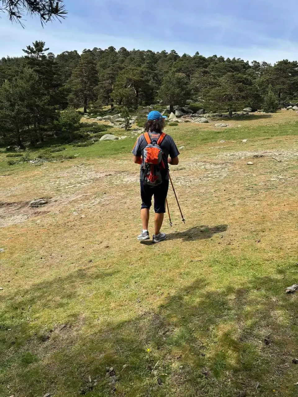 Caminata con bastones por un prado rodeado de pinos