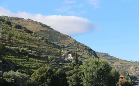 Viñedos en terrazas sobre el río Duero