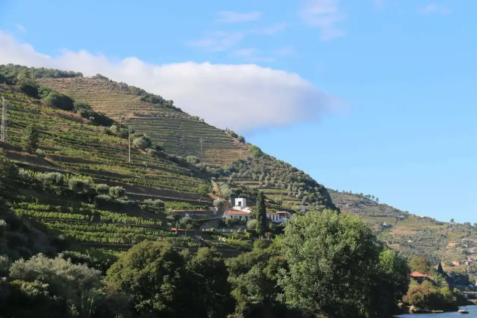 Viñedos en terrazas sobre el río Duero