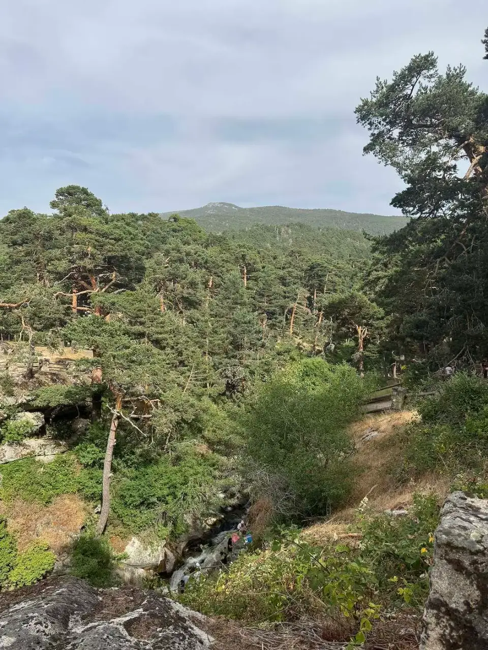 Bosque de pinos y un arroyo con la montaña al fondo